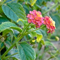 Lantana